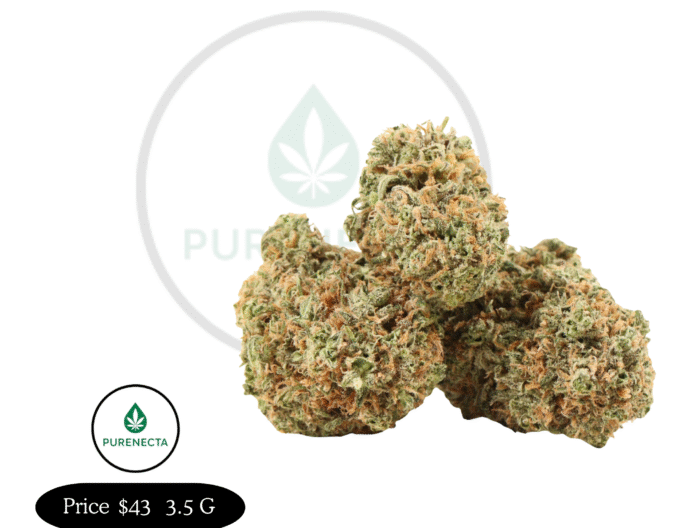 Gelato 33 – Balanced Hybrid with Smooth Sweet Flavor