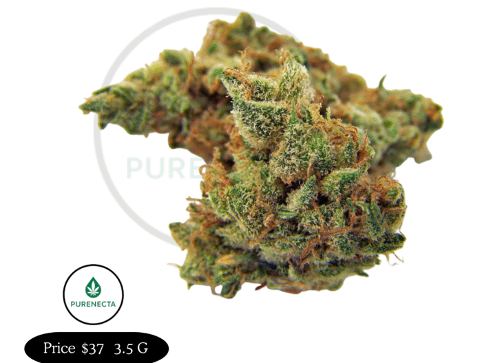 Northern Lights – Classic Indica Strain for Sleep and Calm