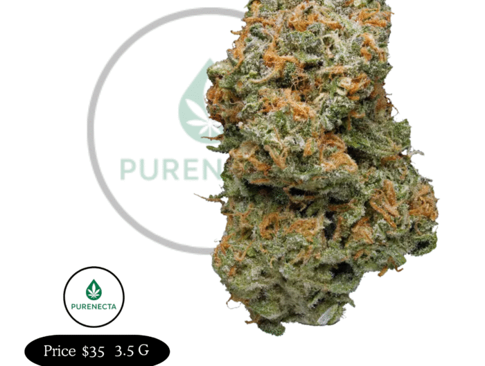 Blue Dream Uplifting Hybrid Strain for Focus & Creativity